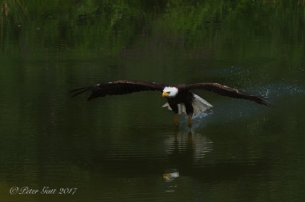 Bald Eagle in flight over water - Peter Gatt - photo101.ca