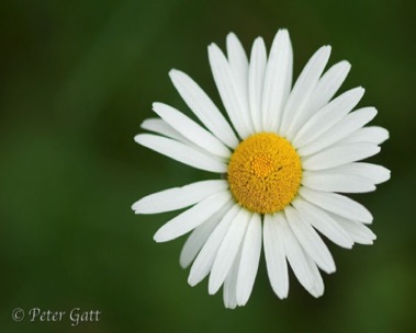 Macro, close-up of daisy flower - Photographed by Peter Gatt - PHOTO101.CA