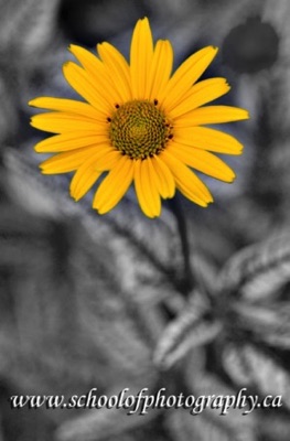 Colour flower with black and white background - Photographed by Peter Gatt - PHOTO101.CA 